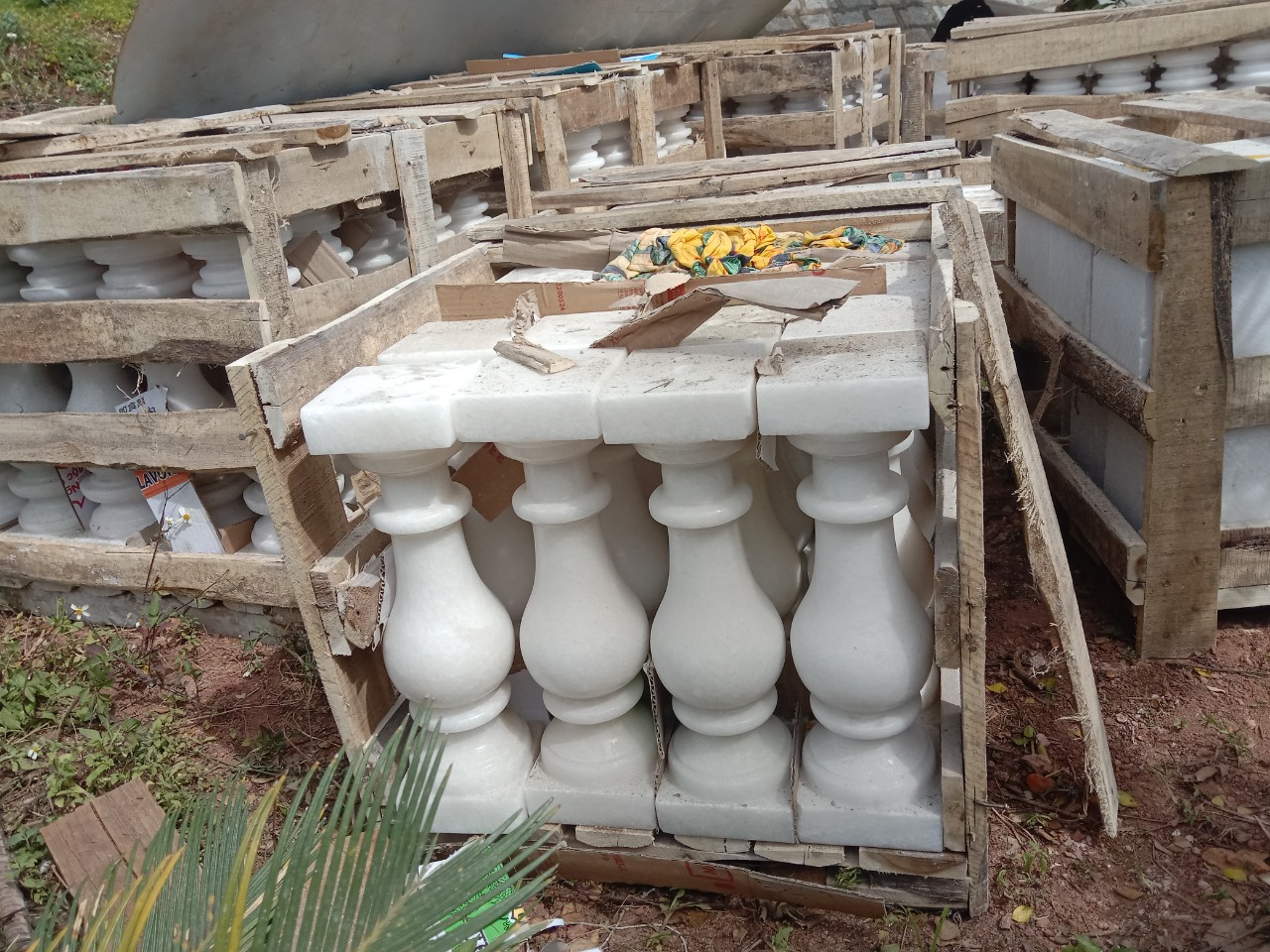 Lục bình đá 52391